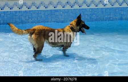 Photo d'un chien de berger est-européen mignon dans une eau piscine Banque D'Images