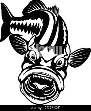Achigan à grande bouche en attaque - modèle pour la conception de pêche isolé sur blanc Illustration de Vecteur