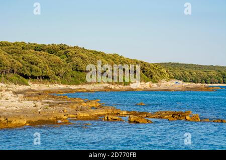 Mer Adriatique en Croatie par la mer Adriatique avec pinetree près de Rovinj, péninsule d'Istrie, près de la réserve ornithologique de Palud Banque D'Images