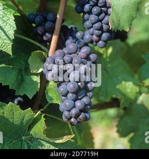 Bouquet mature de raisins rouges Pinot Noir sur la vigne dans un vignoble de la région Champagne, France, Banque D'Images