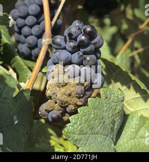 Moisissure grise (Botrytis cinerea) développement fongique de pourriture noble sur des raisins matures Pinot Noir à la récolte, région Champagne, France Banque D'Images