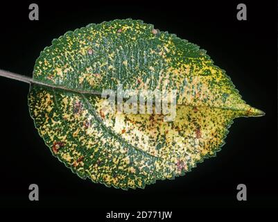 Effet de marbrure jaune causé par le virus de la mosaïque de la pomme (VMA) à une feuille d'un arbre de fruit de pomme Banque D'Images