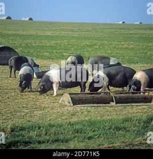 Porcs britanniques à dos de selle en plein air avec des arks et des mangeoires, Hampshire,