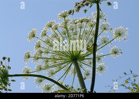 Ombelles de fleurs d'herbe géante de plantes toxiques et à déclaration obligatoire (Heracleum mantegazzianum) contre le ciel bleu, Devon Banque D'Images