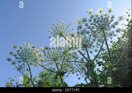 Ombelles de fleurs d'herbe géante de plantes toxiques et à déclaration obligatoire (Heracleum mantegazzianum) contre le ciel bleu, Devon Banque D'Images