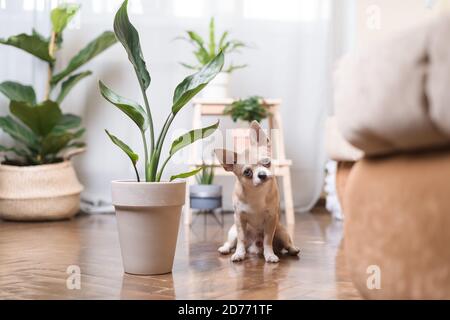Chien Chihuahua assis sur le sol près de la plante. Le chiot se détendre à la maison Banque D'Images