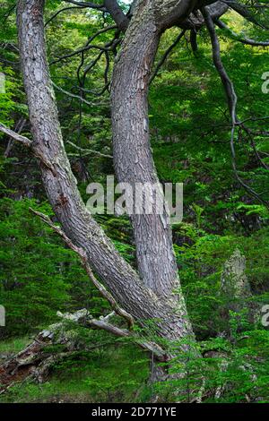 Arbre lenga, Nothofagus pumilio, baie de Wulaia, île de Navarino, canal Murray, canal Beagle, archipel de Tierra del Fuego, Magallanes et Anta chilienne Banque D'Images