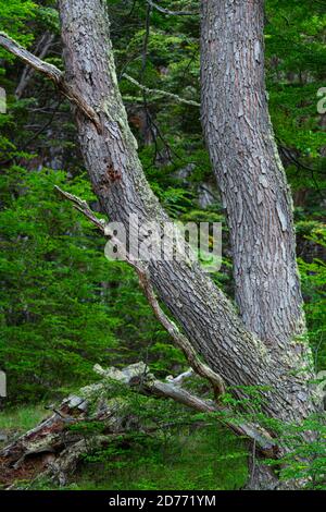 Arbre lenga, Nothofagus pumilio, baie de Wulaia, île de Navarino, canal Murray, canal Beagle, archipel de Tierra del Fuego, Magallanes et Anta chilienne Banque D'Images