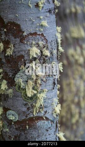 Arbre lenga, Nothofagus pumilio, baie de Wulaia, île de Navarino, canal Murray, canal Beagle, archipel de Tierra del Fuego, Magallanes et Anta chilienne Banque D'Images