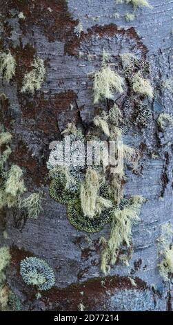 Arbre lenga, Nothofagus pumilio, baie de Wulaia, île de Navarino, canal Murray, canal Beagle, archipel de Tierra del Fuego, Magallanes et Anta chilienne Banque D'Images