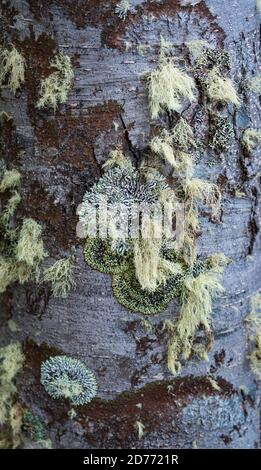 Lichen, Lenga, Nothofagus pumilio, Wulaia Bay, Navarino Island, Murray Channel, Beagle Channel, Tierra del Fuego Archipel, Magallanes et Chil Banque D'Images