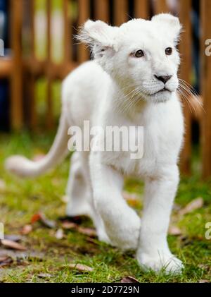 A White Lion Walks In An Enclosure At Belgrade S Good Hope Garden Zoo October 4 13 A Female White Lion Cub Still Unnamed Was Born Eight Days Ago To Parents Masha And