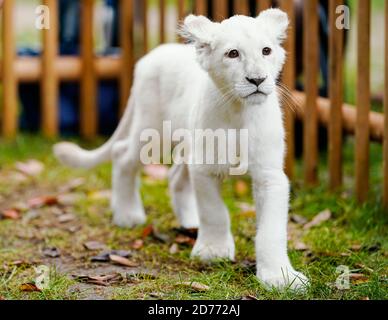 A White Lion Walks In An Enclosure At Belgrade S Good Hope Garden Zoo October 4 13 A Female White Lion Cub Still Unnamed Was Born Eight Days Ago To Parents Masha And