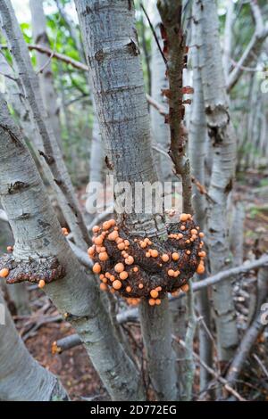 Champignon, Cittaria darwinii, pain de Yamana, arbre de Lenga, Nothofagus pumilio, Baie de Wulaia, Île de Navarino, Canal de Murray, Canal de Beagle, Tierra del Fuego Banque D'Images