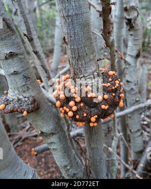 Champignon, Cittaria darwinii, pain de Yamana, arbre de Lenga, Nothofagus pumilio, Baie de Wulaia, Île de Navarino, Canal de Murray, Canal de Beagle, Tierra del Fuego Banque D'Images