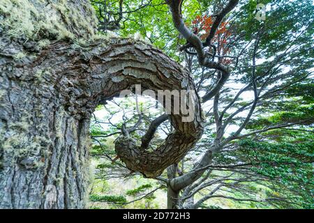 Arbre lenga, Nothofagus pumilio, baie de Wulaia, île de Navarino, canal Murray, canal Beagle, archipel de Tierra del Fuego, Magallanes et Anta chilienne Banque D'Images