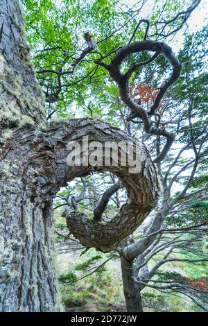 Arbre lenga, Nothofagus pumilio, baie de Wulaia, île de Navarino, canal Murray, canal Beagle, archipel de Tierra del Fuego, Magallanes et Anta chilienne Banque D'Images