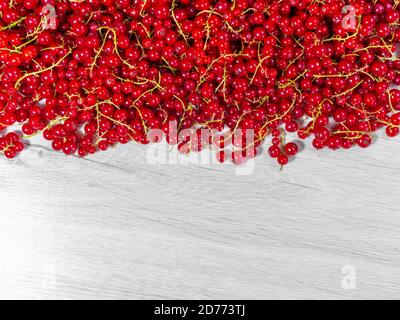 Les groseilles rouges étaient arrachées de la brousse et entassées. Demi-cadre de raisins rouges sur tableau blanc. Banque D'Images