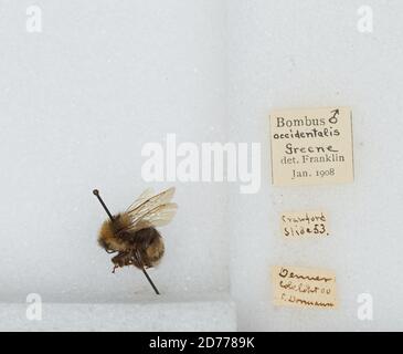 Denver, Colorado, États-Unis, Bombus (Bombus) occidentalis Greene, Animalia, Arthropoda, Insecta, Hyménoptères, Apidae, Apinae Banque D'Images