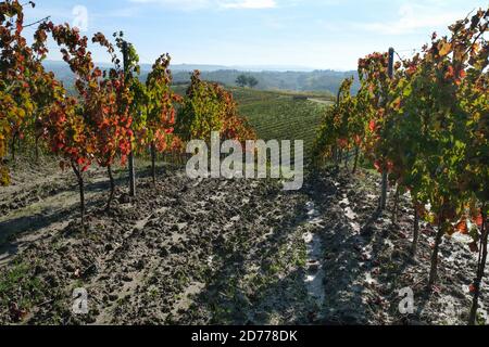 Vignoble en rangées sur les collines de Toscane en octobre en automne Banque D'Images