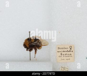 Berkeley, Denver, Colorado, États-Unis, Bombus (Bombus) occidentalis Greene, Animalia, Arthropoda, Insecta, Hyménoptères, Apidae, Apinae Banque D'Images