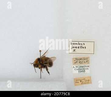 Sidmouth, Bombus (Pyrobombus) jonellus (Kirby), Animalia, Arthropoda, Insecta, Hyménoptères, Apidae, Apinae Banque D'Images