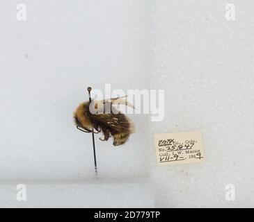 Park, Colorado, États-Unis, Bombus (Psithyrus) insularis (Smith), Animalia, Arthropoda, Insecta, Hyménoptères, Apidae, Apinae Banque D'Images