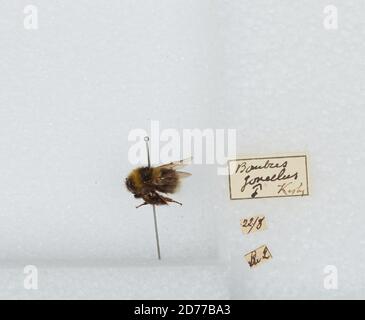 Bombus (Pyropombus) jonellus (Kirby), Animalia, Arthropoda, Insecta, Hyménoptères, Apidae, Apinae Banque D'Images