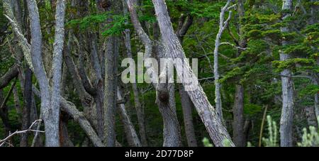 Arbre lenga, Nothofagus pumilio, baie de Wulaia, île de Navarino, canal Murray, canal Beagle, archipel de Tierra del Fuego, Magallanes et Anta chilienne Banque D'Images