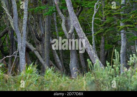 Arbre lenga, Nothofagus pumilio, baie de Wulaia, île de Navarino, canal Murray, canal Beagle, archipel de Tierra del Fuego, Magallanes et Anta chilienne Banque D'Images