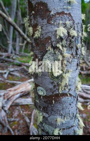 Arbre lenga, Nothofagus pumilio, baie de Wulaia, île de Navarino, canal Murray, canal Beagle, archipel de Tierra del Fuego, Magallanes et Anta chilienne Banque D'Images