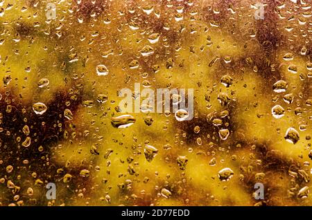 Gouttes d'automne sur la fenêtre contre le fond de la forêt Banque D'Images