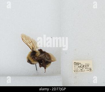 Park, Colorado, États-Unis, Bombus (Psithyrus) insularis (Smith), Animalia, Arthropoda, Insecta, Hyménoptères, Apidae, Apinae Banque D'Images