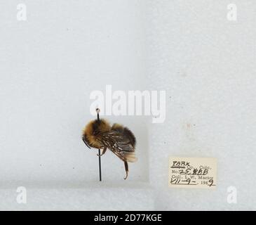 Park, Colorado, États-Unis, Bombus (Psithyrus) insularis (Smith), Animalia, Arthropoda, Insecta, Hyménoptères, Apidae, Apinae Banque D'Images