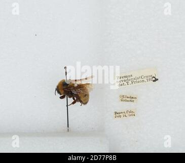 Denver, Colorado, États-Unis, Bombus (Bombus) nevadensis Cresson, 1874, Animalia, Arthropoda, Insecta, Hyménoptères, Apidae, Apinae Banque D'Images
