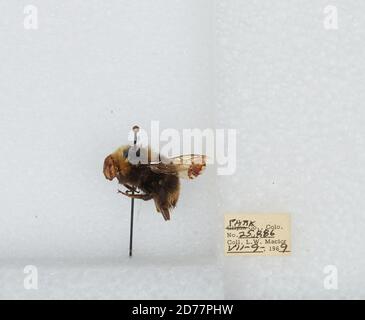 Park, Colorado, États-Unis, Bombus (Bombus) occidentalis Greene, Animalia, Arthropoda, Insecta, Hyménoptères, Apidae, Apinae Banque D'Images