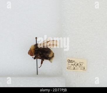 Park, Colorado, États-Unis, Bombus (Bombus) occidentalis Greene, Animalia, Arthropoda, Insecta, Hyménoptères, Apidae, Apinae Banque D'Images