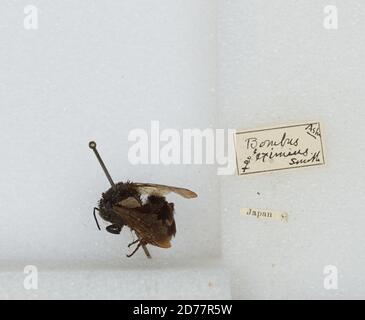 Japon, Bombus (Bombus) ignitus Smith, Animalia, Arthropoda, Insecta, Hyménoptères, Apidae, Apinae Banque D'Images