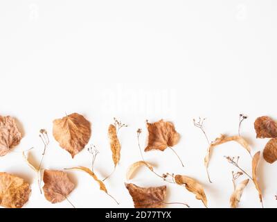 Composition d'automne. Feuilles et fleurs de tilleul séchées sur fond blanc. Automne, automne, jour de Thanksgiving concept. Flat lay, vue de dessus, espace de copie Banque D'Images