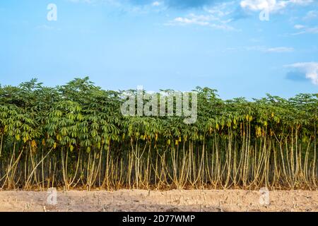 la croissance de l'arbre de manioc dans la ferme de plantation, le champ de plantation de manioc ou de tapioca, Banque D'Images