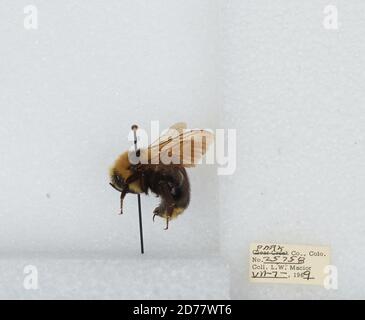 Park, Colorado, États-Unis, Bombus (Psithyrus) insularis (Smith), Animalia, Arthropoda, Insecta, Hyménoptères, Apidae, Apinae Banque D'Images