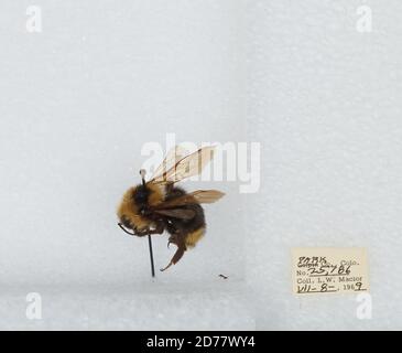 Park, Colorado, États-Unis, Bombus (Psithyrus) insularis (Smith), Animalia, Arthropoda, Insecta, Hyménoptères, Apidae, Apinae Banque D'Images