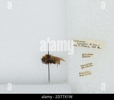 Geneva Park, Grant, Park, Colorado, États-Unis, Bombus (Psithyrus) insularis (Smith), Animalia, Arthropoda, Insecta, Hyménoptères, Apidae, Apinae Banque D'Images
