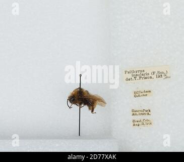 Geneva Park, Grant, Park, Colorado, États-Unis, Bombus (Psithyrus) insularis (Smith), Animalia, Arthropoda, Insecta, Hyménoptères, Apidae, Apinae Banque D'Images
