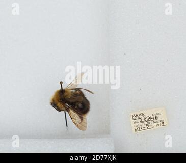 Park, Colorado, États-Unis, Bombus (Psithyrus) insularis (Smith), Animalia, Arthropoda, Insecta, Hyménoptères, Apidae, Apinae Banque D'Images