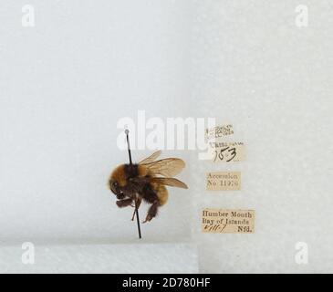 Humber Mouth, Bay of Islands, Terre-Neuve-et-Labrador, Canada, Bombus (Subterraneobombus) borealis Kirby, 1837, Animalia, Arthropoda, Insecta, Hyménoptères, Apidae, Apinae Banque D'Images