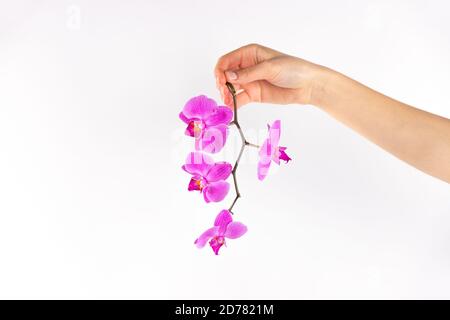 Fleur festive, orchidée rose sur fond blanc. Espace pour la copie et vos ajouts. Concept d'un jour de fête pour les femmes. Banque D'Images