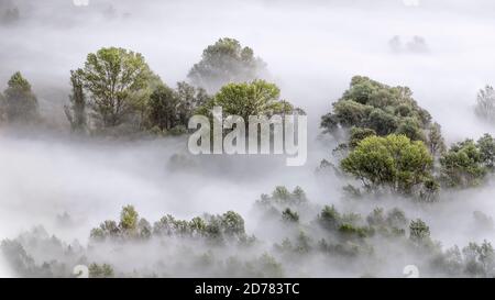 Matin brumeux dans la forêt de montagne Banque D'Images