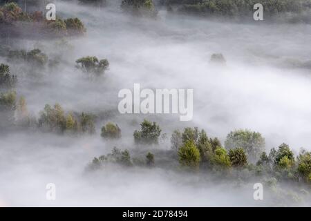 Matin brumeux dans la forêt de montagne Banque D'Images