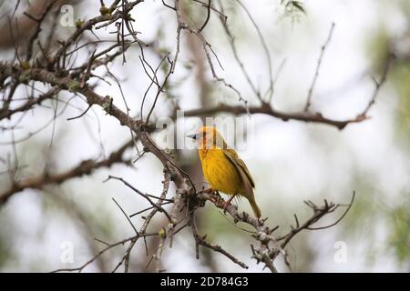 Cape Weaver, Ploceus capensis, à Scrub, Afrique du Sud Banque D'Images